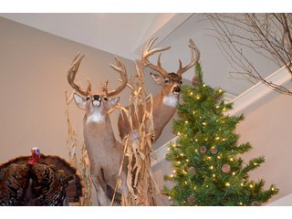 54.7 Acres with 50 tillable and 4.3 wooded.  Surrounded by heavy deer population on CRP land.  Great trophy deer hunting on established food plots.  Hunting tower.

Receive income on tillable acres while abundance of deer hunting on established food plot. - Great Investment Opportunity - Tillable Land, Recreation & Building Site
